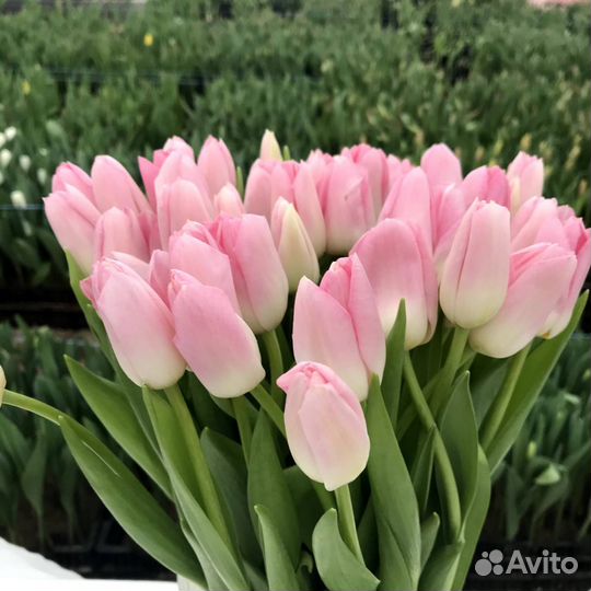Тюльпаны к 8 марта оптом от 2500 штук