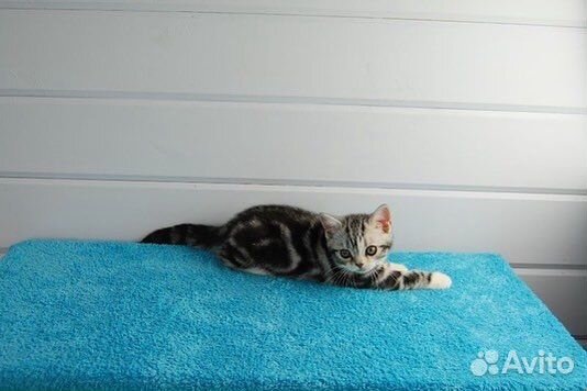 Американская короткошерстная кошка