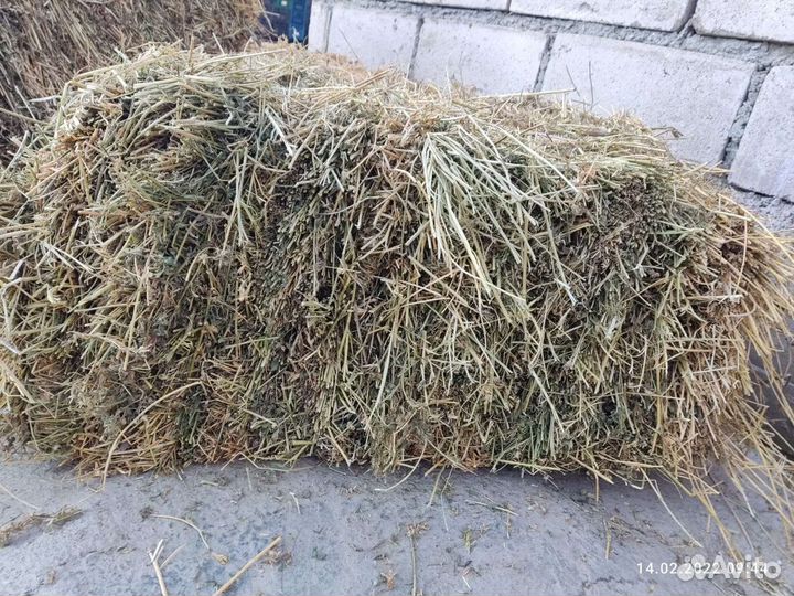 Сено люцерны в тюках