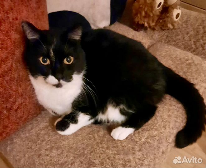 Симпатичный котик Марик в Ваши Добрые руки)