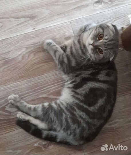 Шотландский кот вязка