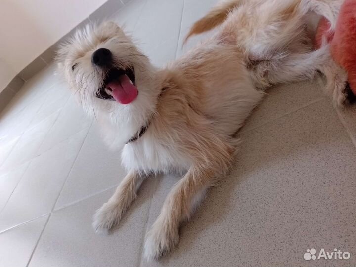 Собака в добрые руки