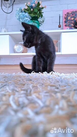 Породистые котята (азиатская дымчатая)