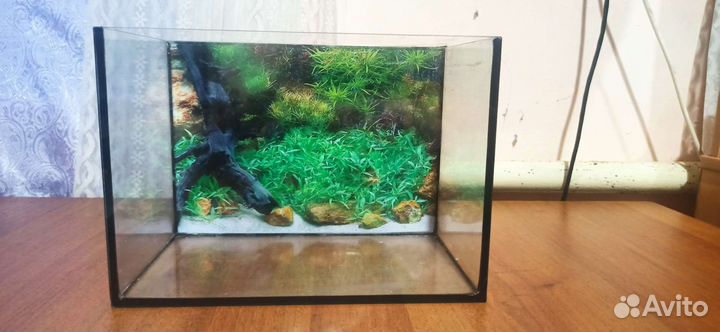 Аквариум