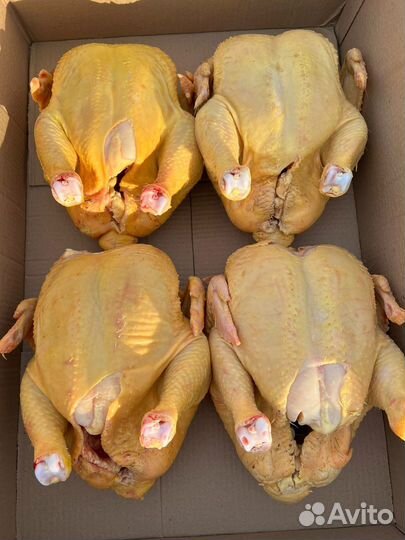 Домашний бройлер