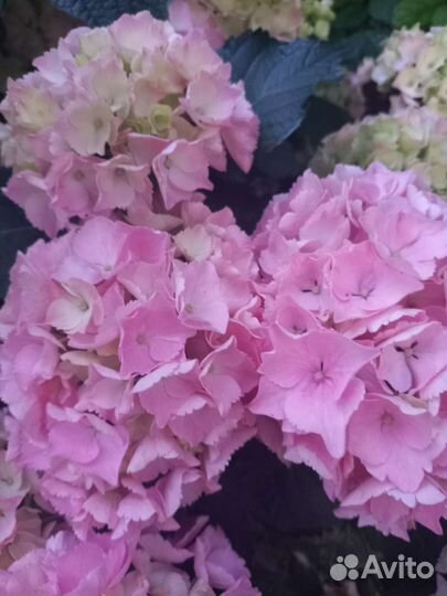 Гортензия ремонтантная крупнолистная