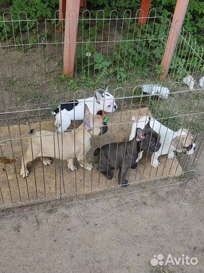 Французский бульдог щенки