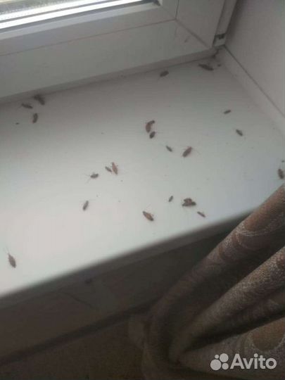 Уничтожение насекомых Холодным Туманом