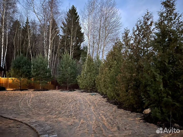 Туя западная Брабант, крупномер