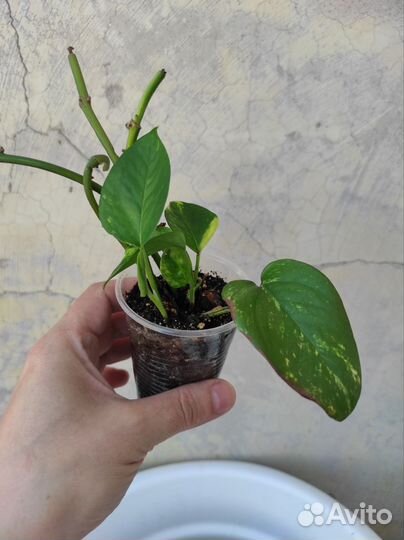 Сциндапсус эпипремнум