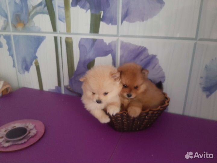 Мини померанский шпиц