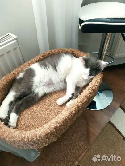 Ласковая кошка Лиза в добрые руки