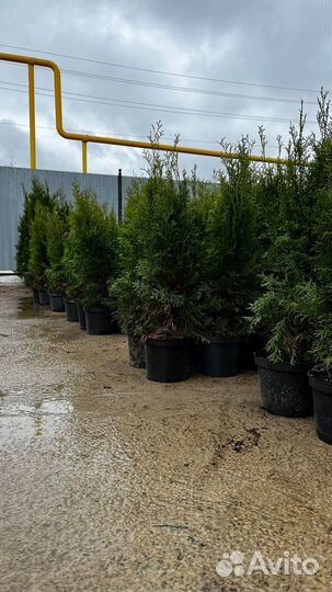 Туя смарагд