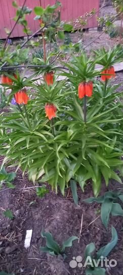 Рябчик императорский