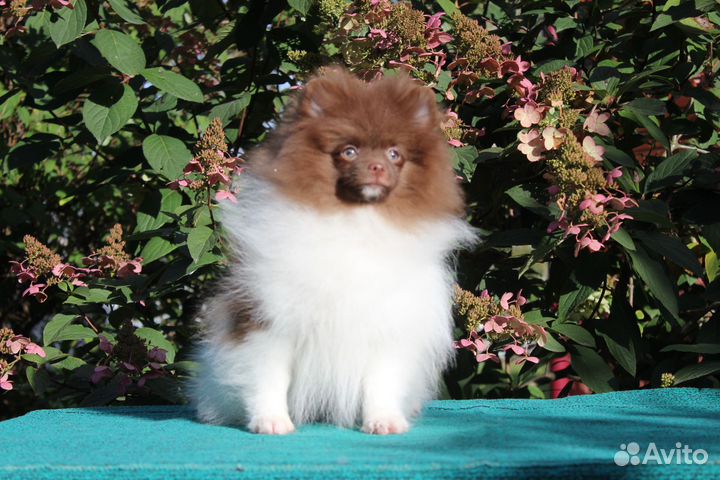 Мальчик шпица