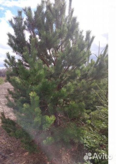 Ель обыкновенная, сосна, 1.5 - 2, 3 м