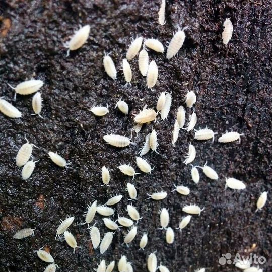 Доставка/ Тропическая Мокрица (кормовая, санитар)