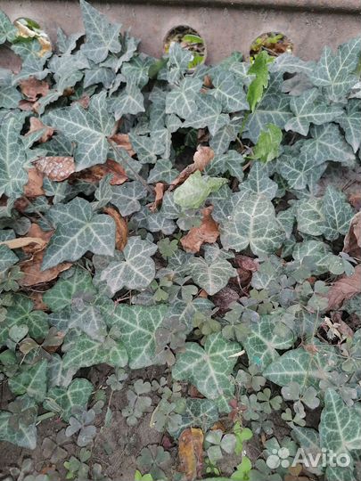 Овсянница сизая