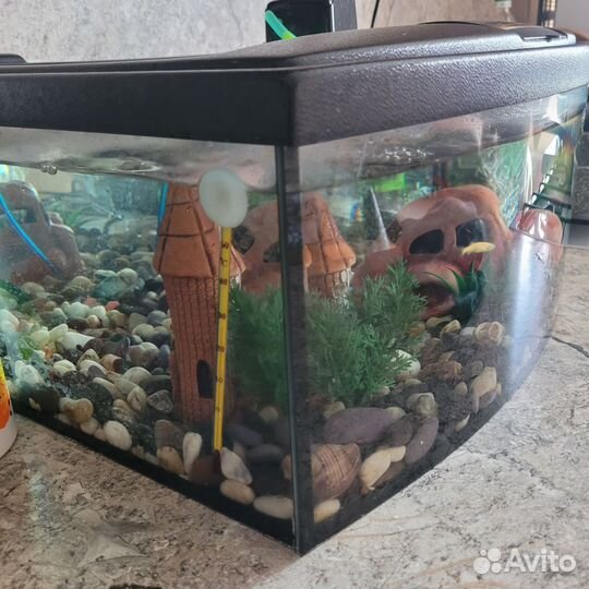 Аквариум с рыбками