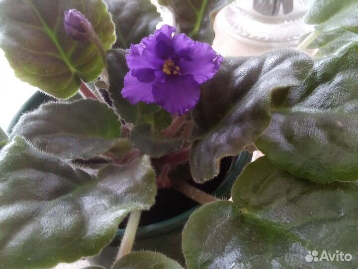 Цветущие фиалки