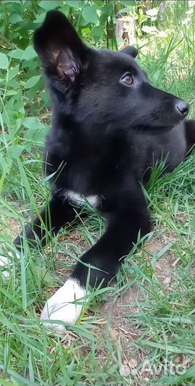 Щенок Маришка