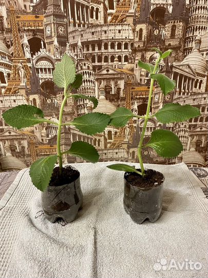 Плектрантус мята комнатная