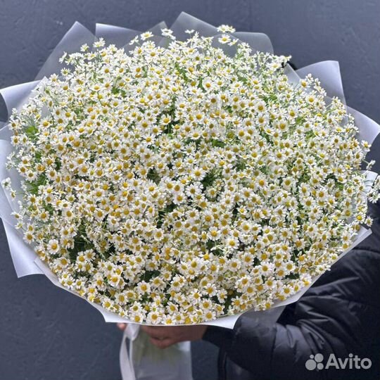 Букет из ромашек/Ромашки/21,31,51