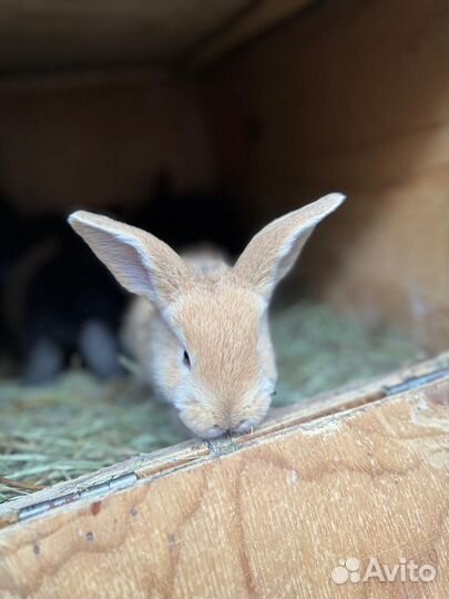 Кролики мясных пород великаны