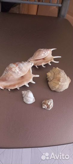 Морские Ракушки