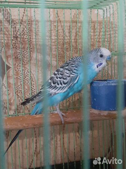 Волнистый попугай