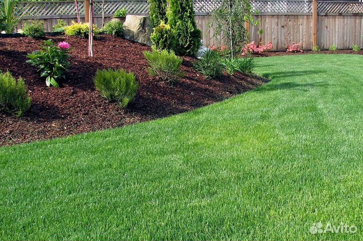 Семена газонной травы