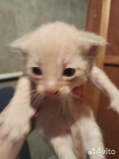 Кошка в дар бесплатно