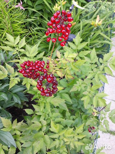 Многолетние цветы, кустарники