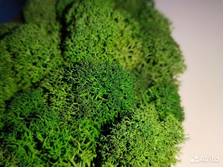 Панно из стабилизорованного мха на заказ