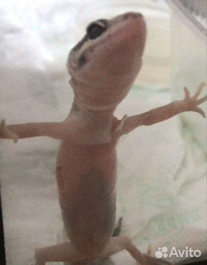 Геккон эублефар