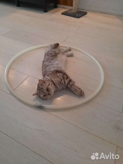 Обруч pastorelli 70