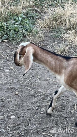 Нубийская козочка