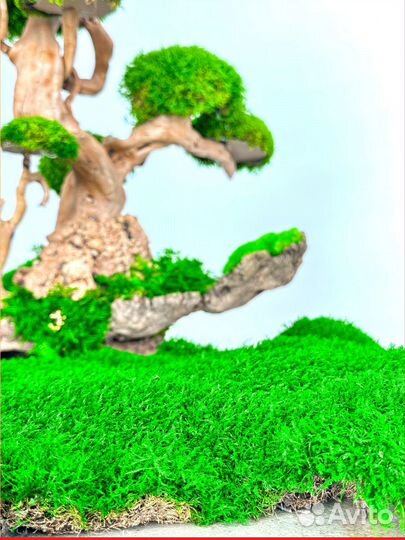 Стабилизированный мох ковер ягель кочка