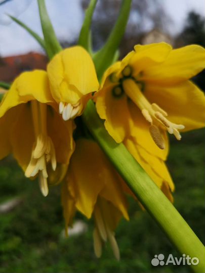 Рябчик императорский жёлтый и оранжево- красный