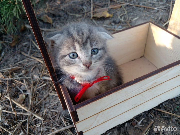 Британские вислоухие котята