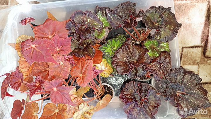 Бегония декоративно лиственная