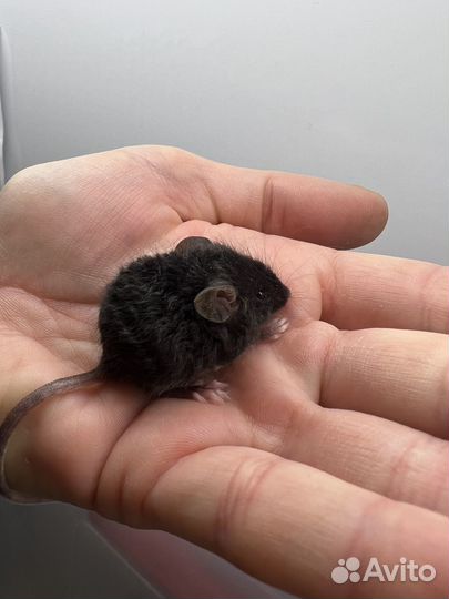 Мышата кудрявые Тексель