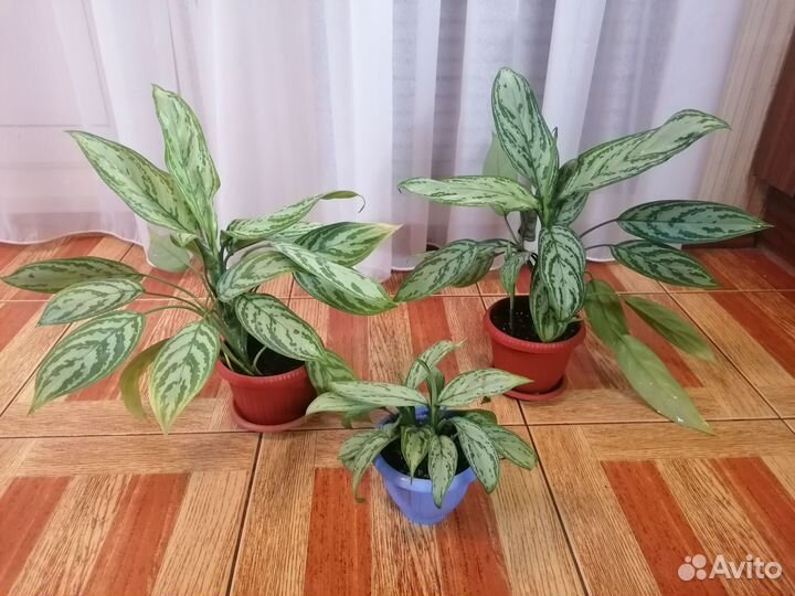 Аглаонема silver queen