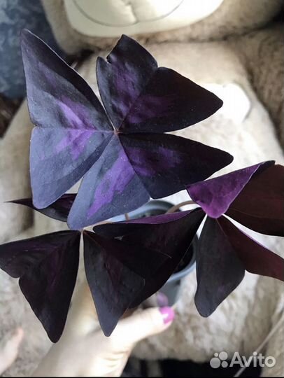 Цветок счастья кислица оксалис