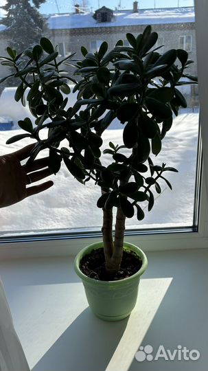 Цветок толстянка