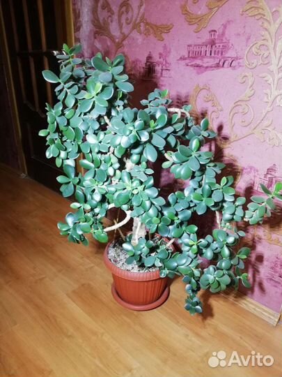 Толстянка, денежное дерево