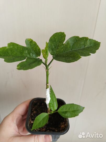 Гибискус Russian thundercloud