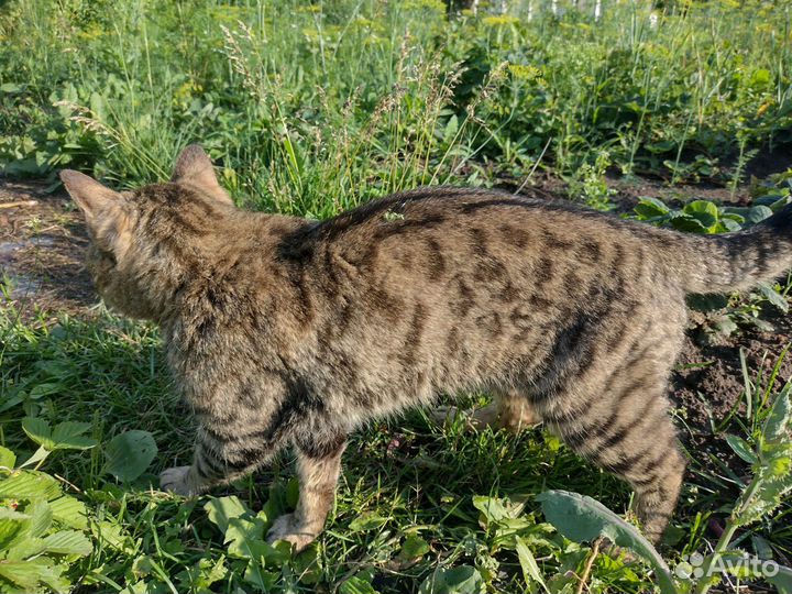 Кот-Гладиатор