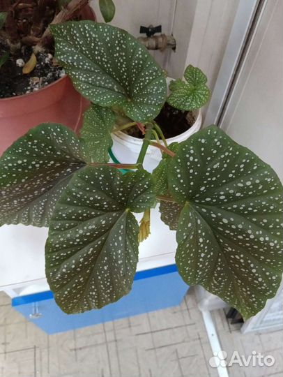 Комнатные цветы