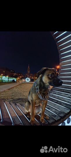 Щенок стаффа в добрые руки